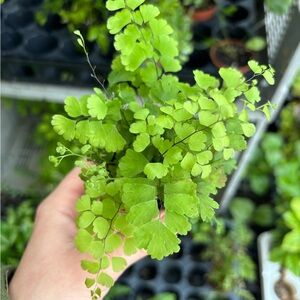 Vibrant Green Fern Plant